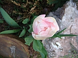 43 Nancy's Garden [2009 May 10]